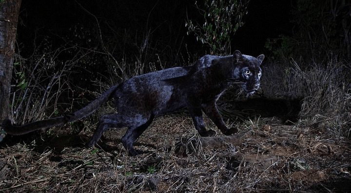 leopard-noir-photo-rare-kenya-clichés