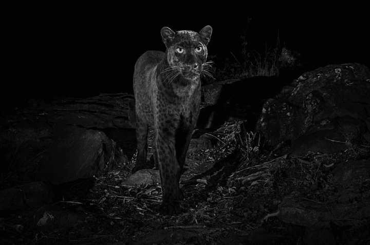 leopard-noir-photo-rare-kenya-clichés