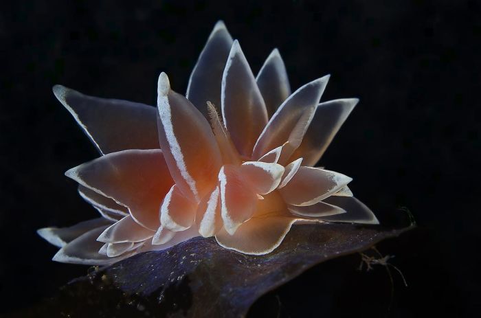 Lotus marin
