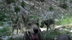 Loups