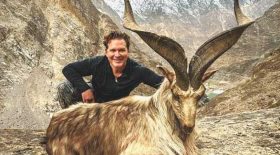 La somme colossale que doit payer un chasseur après avoir tué une chèvre sacrée