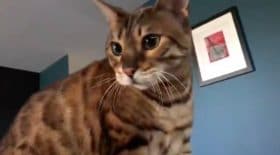 Miaulements chat