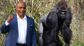 mike tyson combat de boxe gorille