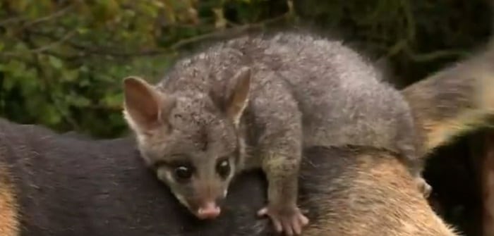chienne-opossum-molly-bébé
