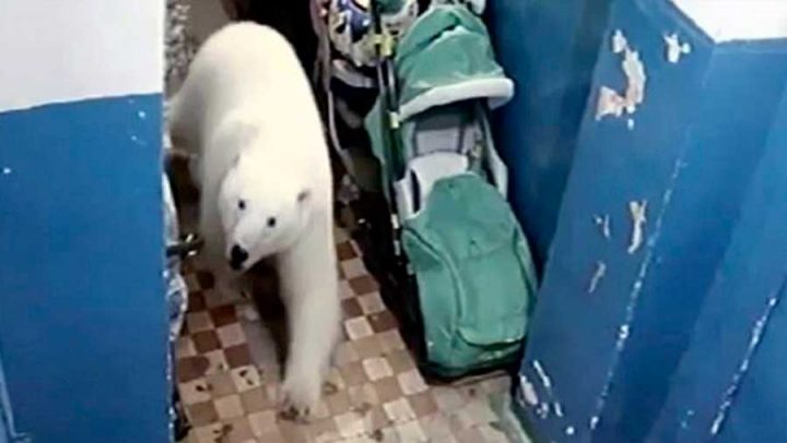 ours polaires sèment panique village