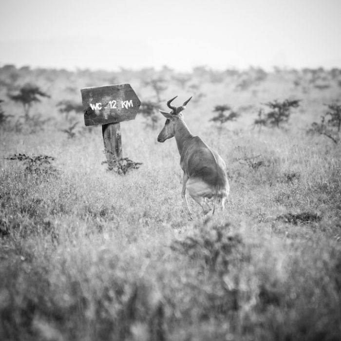 animaux
