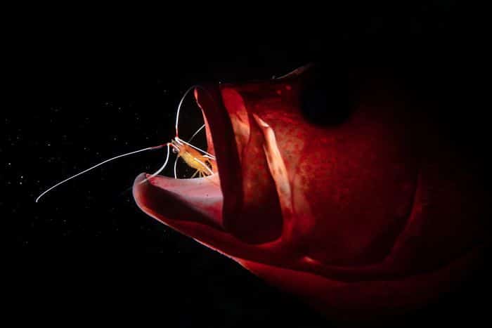 Poisson mange crevette