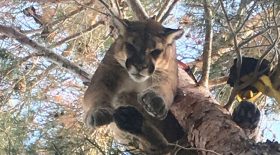 puma coincé dans un arbre sauvetage pompiers