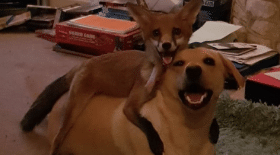 renard-chiens-meilleure-amie