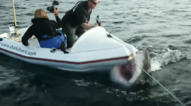 requin