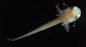 Salamandre