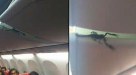 scorpion dans l'avion