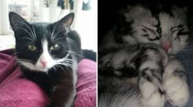 tache-chatte-pelage-maladie-rare-vitiligo
