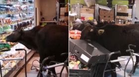 vaches sauvages supermarché rayon fruits et légumes