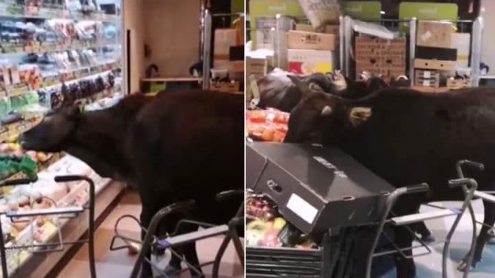 vaches sauvages supermarché rayon fruits et légumes
