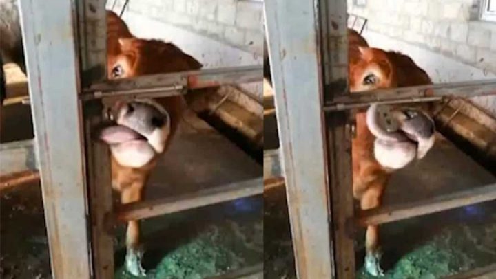 veau utilise sa langue pour ouvrir une porte