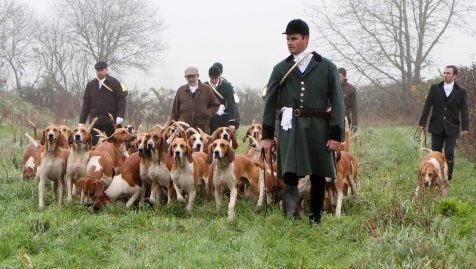 chasse animaux
