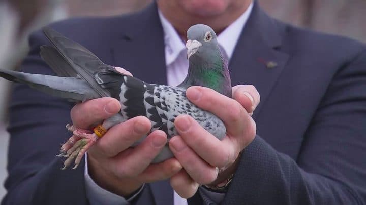 prix armando pigeon 