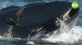 baleine plongeur