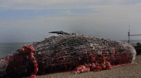 Une baleine meurt aux Philippines. 40 kilos de plastique découverts dans son ventre