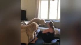 bisou chien sport