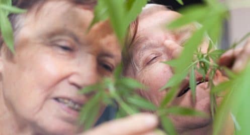 Une maison de retraite donne du cannabis thérapeutique à ses résidents