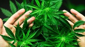 Une maison de retraite de Genève teste le cannabis thérapeutique