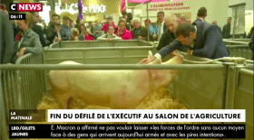 Castaner bisous cochon