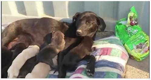 Le bel acte d'amour d'une chienne avec ses chiots