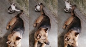 Chat Chien