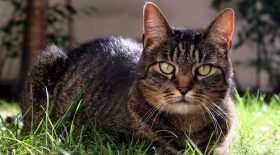 Maltraitance animale : Elle balance son chat par la fenêtre