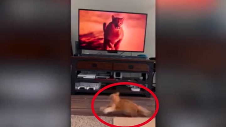 chat peur puma télévision
