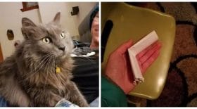 chat-rex-histoires-insolite-message-collier