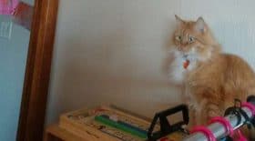 chat-trou-coincé-endroit-improbable