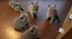 Chatons