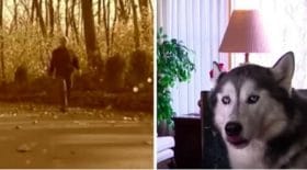 chein-recherche-husky-réaction-surprenante