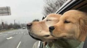 chien-aveugle-chiot-amour-âgé