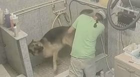Vidéo choquante : Maltraitance d'un chien