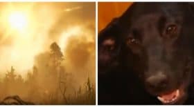 chienne enterre chiots