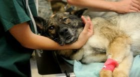luna-clinique-veterinaire-menace-euthanasier-chien-paie-facture