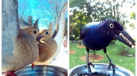 Collage-photos-oiseaux