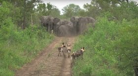 Elephants lycaons
