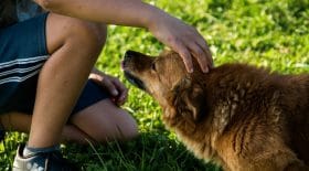 etude-scientifique-perte-chien-ferait-aussi-mal-que-celle-proche