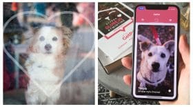 application chiens abandonnés