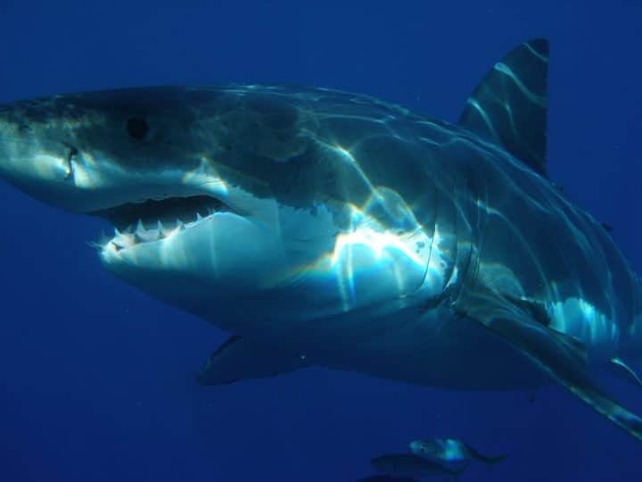 grand-requin-blanc