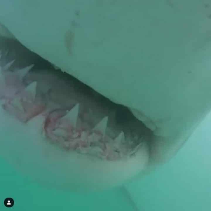grand-requin-blanc-video-glaçante-dents-mortelles