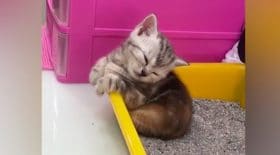Chat litière