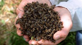mortalité des abeilles pesticides
