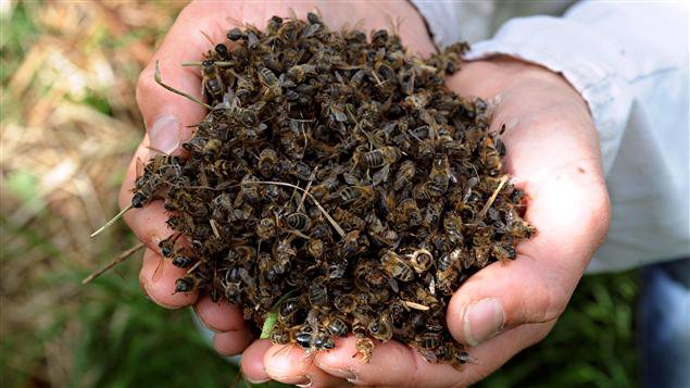 mortalité des abeilles pesticides