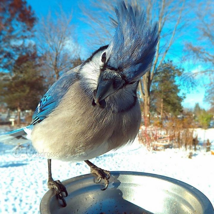 Oiseaux jardin 